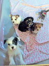 Archimedes PUPPY
