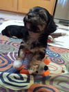 Ophelia PUPPY