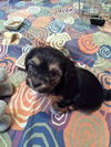 Ophelia PUPPY