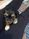 Ophelia PUPPY