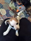 Alexander PUPPY