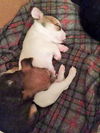 Alexander PUPPY