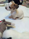 Alexander PUPPY