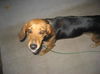 Pepper 