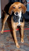 Pepper 