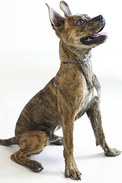 Baxter -Pup