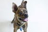 Baxter -Pup