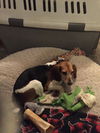 Gidget