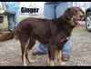 Ginger
