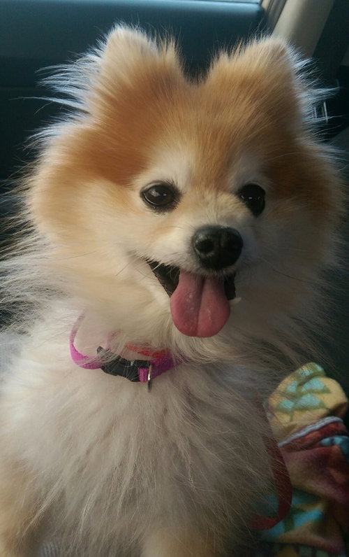 Sophie- Senior