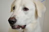 Tuffy