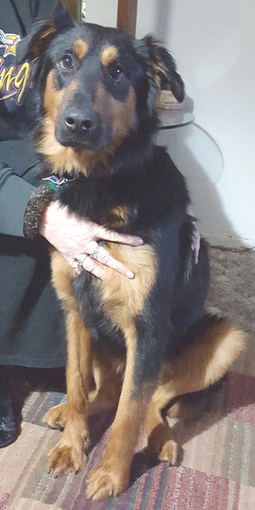 Ringo