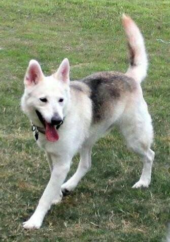KOKOMO