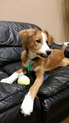 Cherie -Pup