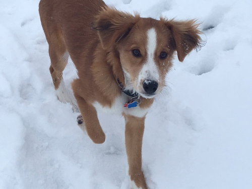 Cherie -Pup