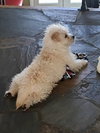 Louie