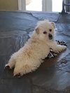 Louie
