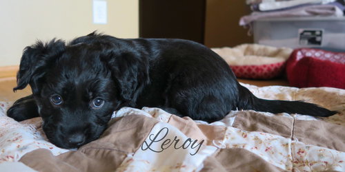 Leroy