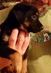 Gypsy