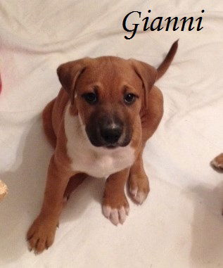 Gianni