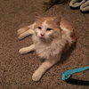 Bert