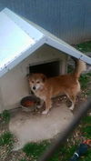 Oliver