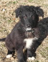Brutus