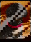 Gracie