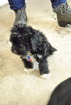 Gracie