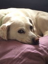Miska
