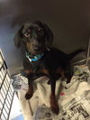 Clemens -Puppy