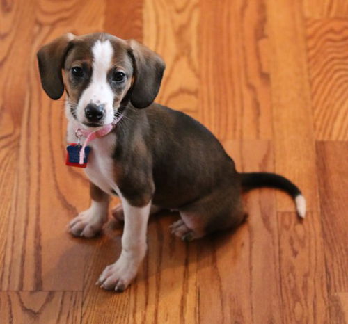 Peppermint Patty Puppy