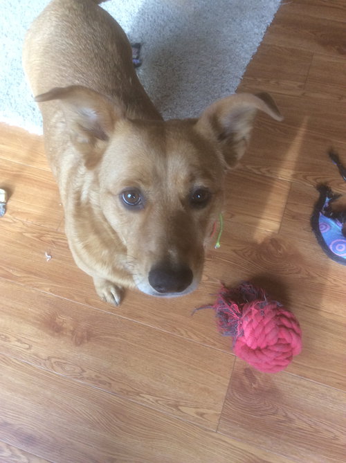 Autumn - Foster Needed Thursday!