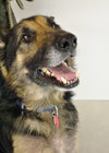 Ruger