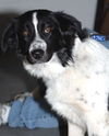 DeeDee