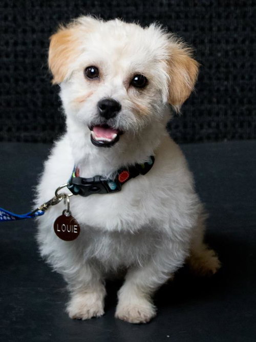 Louie