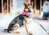 Sheba