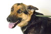 Sheba