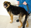 Sheba