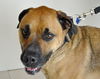 Elwood