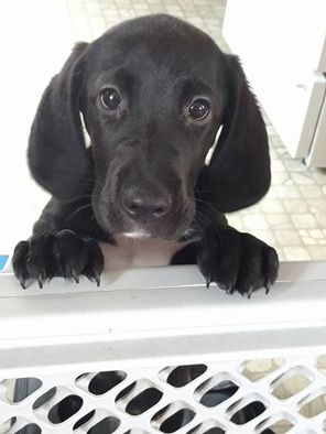 Chauncey -pup  Cat Free Foster Needed