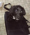 Chauncey -pup  Cat Free Foster Needed