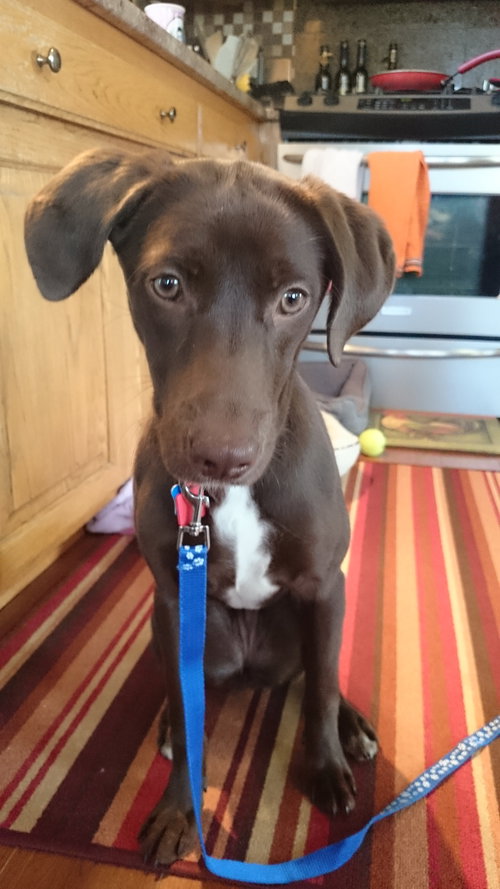 Cider -Pup