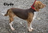 Clyde