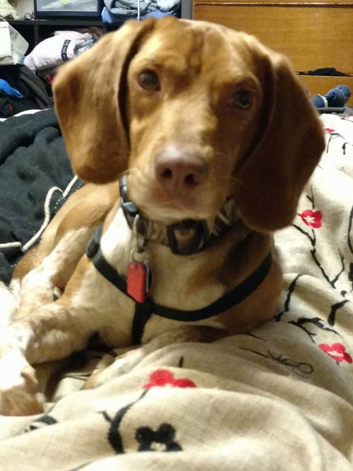 Clyde