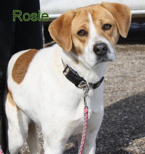 Rosie