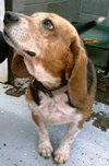 Buster