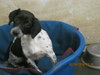 Dottie