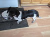 Dottie