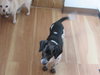 Dottie